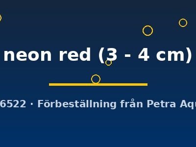 neon red (3 - 4 cm)