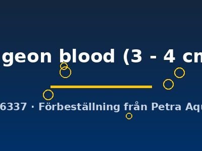 pigeon blood (3 - 4 cm)