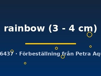 rainbow (3 - 4 cm)