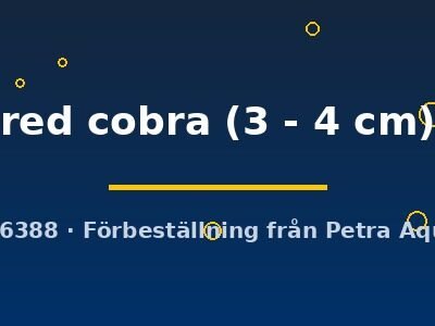 red cobra (3 - 4 cm)