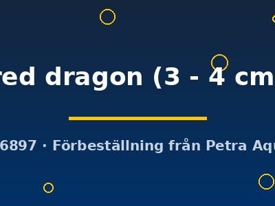 red dragon (3 - 4 cm)