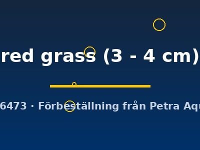 red grass (3 - 4 cm)
