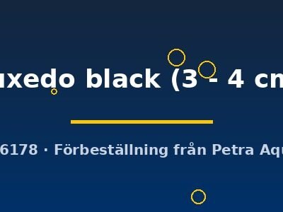 tuxedo black (3 - 4 cm)