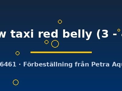 yellow taxi red belly (3 - 4 cm)