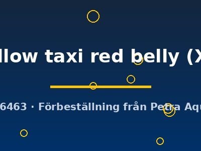 yellow taxi red belly (XL)