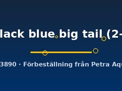 half black blue big tail (2-3 cm)