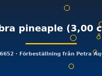cobra pineaple (3,00 cm)