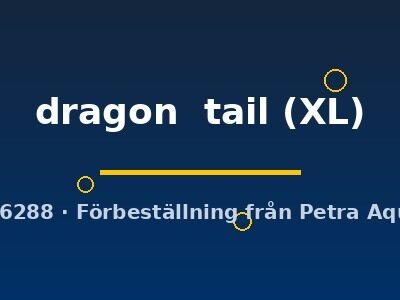 Poecilia reticulata male dragon tail XL