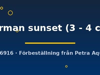 german sunset (3 - 4 cm)