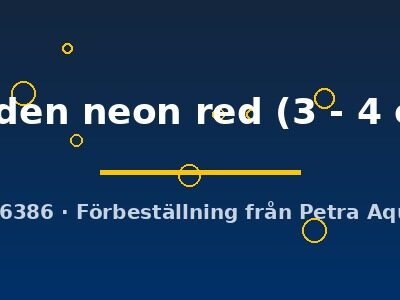 golden neon red (3 - 4 cm)
