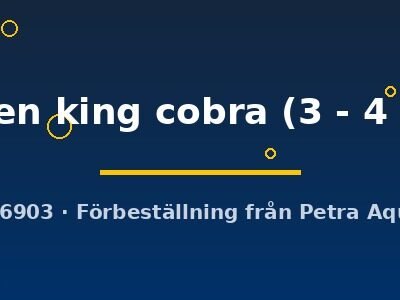green king cobra (3 - 4 cm)