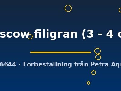 moscow filigran (3 - 4 cm)