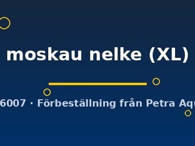 moskau nelke (XL)