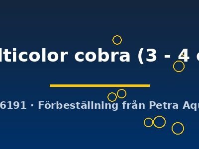 multicolor cobra (3 - 4 cm)