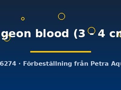 pigeon blood (3 - 4 cm)