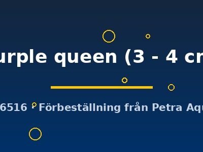 purple queen (3 - 4 cm)