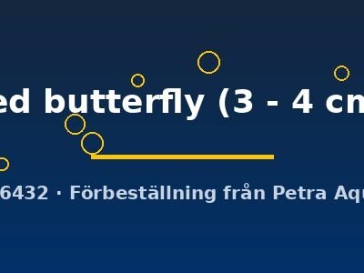 red butterfly (3 - 4 cm)