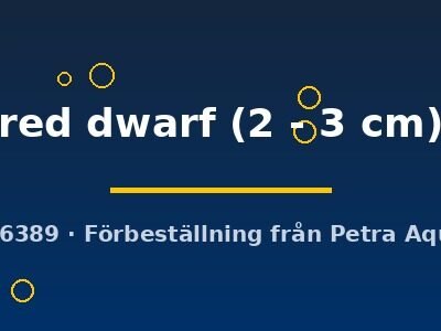 red dwarf (2 - 3 cm)