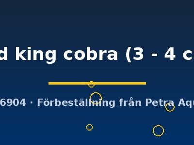 red king cobra (3 - 4 cm)