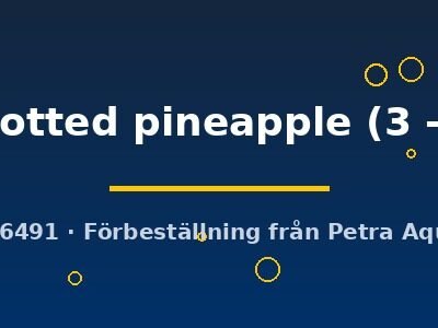 Poecilia reticulata male red spotted pineapple 3–4 cm