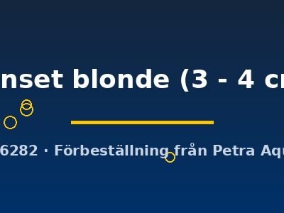sunset blonde (3 - 4 cm)