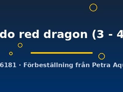 tuxedo red dragon (3 - 4 cm)