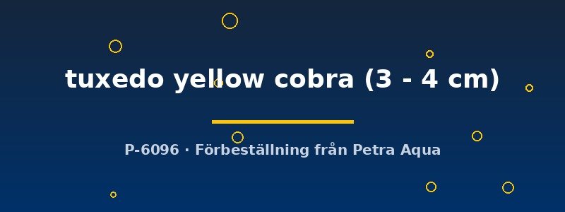 petra-ph2-179222 petra-ph2-179222