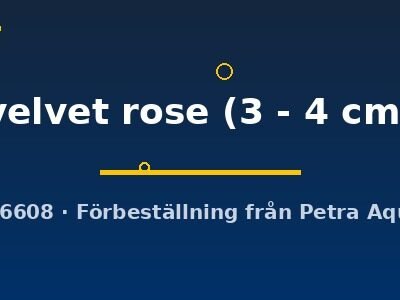 velvet rose (3 - 4 cm)