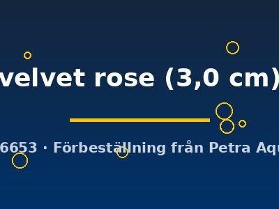 velvet rose (3,0 cm)