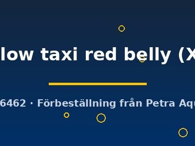 yelow taxi red belly (XL)