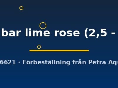 Poecilia wingei black bar lime rose 2,5–4 cm