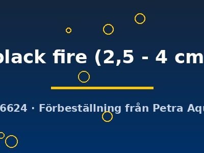 Poecilia wingei black fire 2,5–4 cm