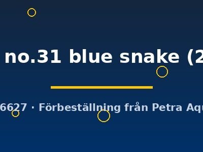 campoma no.31 blue snake (2,5 - 4 cm)