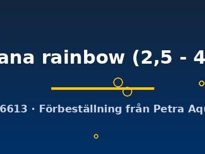 Poecilia wingei cumana rainbow 2,5–4 cm