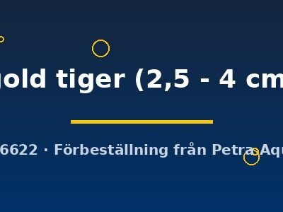 gold tiger (2,5 - 4 cm)