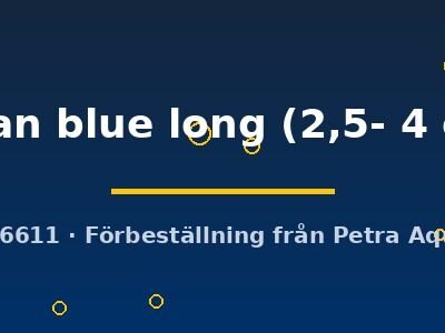 japan blue long (2,5- 4 cm)