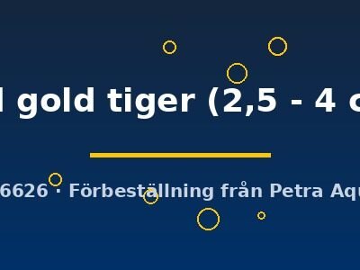 red gold tiger (2,5 - 4 cm)