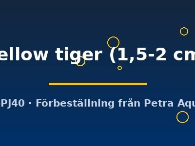 yellow tiger (1,5-2 cm)