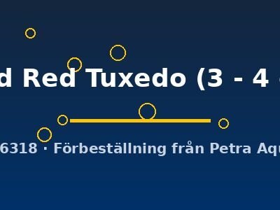 Gold Red Tuxedo (3 - 4 cm)