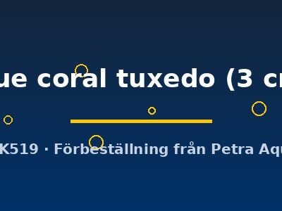 Platy blue coral tuxedo (Xiphophorus maculatus blue coral tuxedo) 3 cm