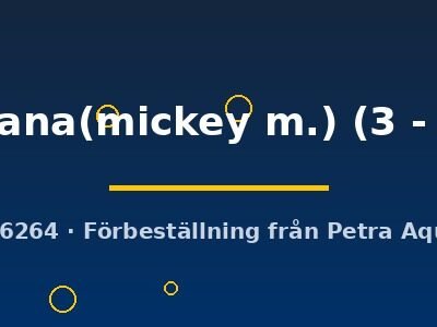 caroliana(mickey m.) (3 - 4 cm)