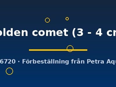 golden comet (3 - 4 cm)