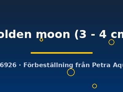 golden moon (3 - 4 cm)