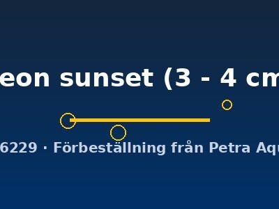 neon sunset (3 - 4 cm)