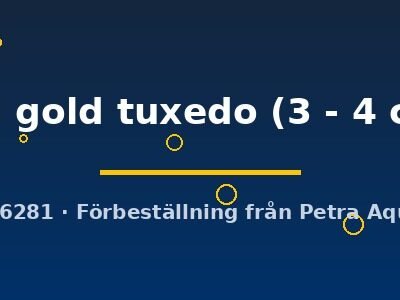 red gold tuxedo (3 - 4 cm)