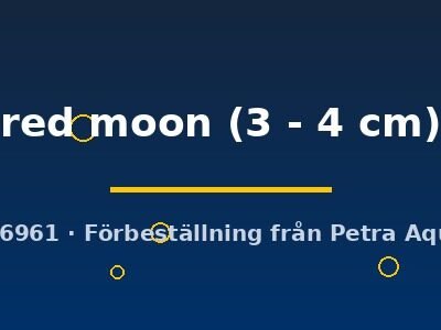 red moon (3 - 4 cm)