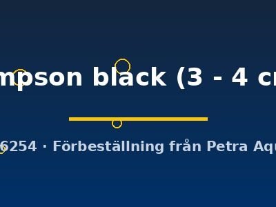 simpson black (3 - 4 cm)