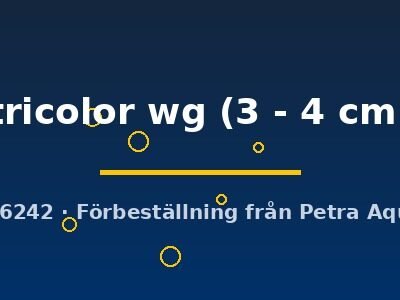 tricolor wg (3 - 4 cm)