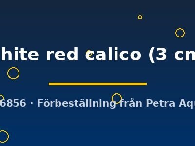 white red calico (3 cm)