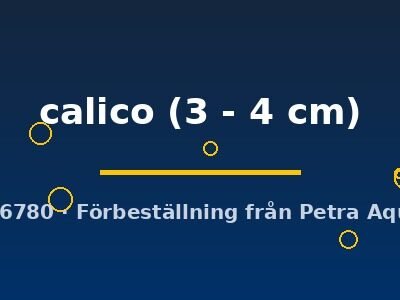 calico (3 - 4 cm)